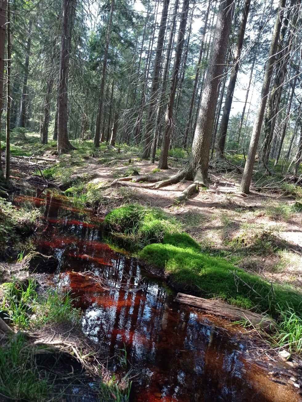 strumyk w drodze na Torfowiso