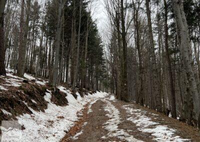 Beskid Mały, szlak na Czupel z Międzybrodzia Bialskiego