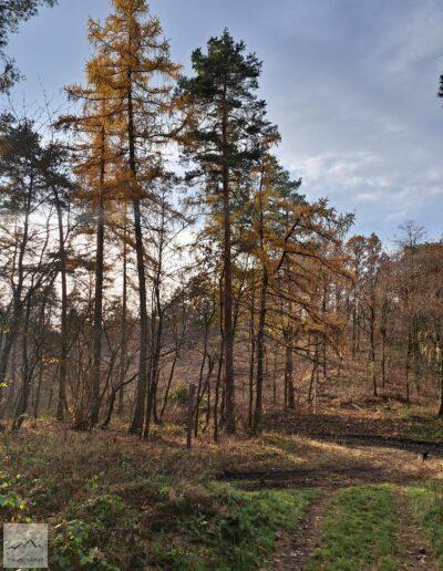 Masyw Ślęży, Wzgórza Kiełczyńskie, las