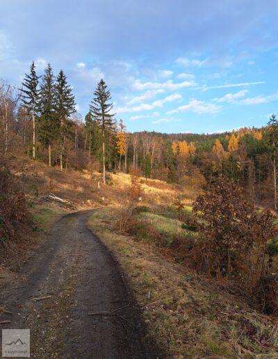 Masyw Ślęży, Wzgórza Kiełczyńskie, las