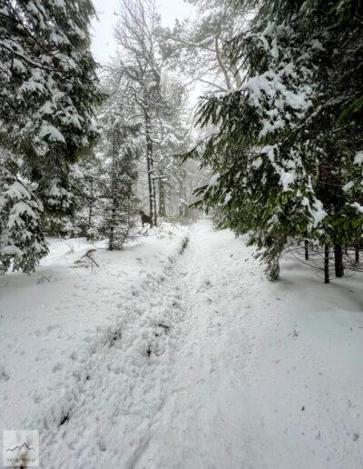 Beskid Śląski, szlak zielony na Szyndzielnię (2)