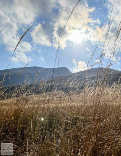 Bieszczady, Połonina Dźwiniacka, charakterystyczne trawy na szlaku na Bukowe Berdo